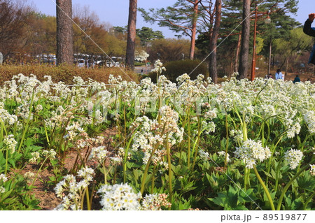 花 植物 野花 89519877
