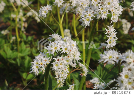 花 植物 野花 89519878