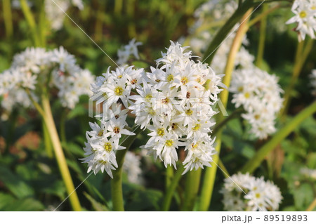 花 植物 野花 89519893