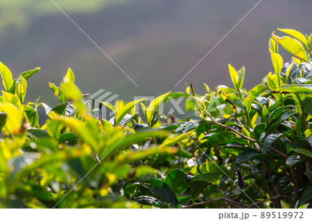 Tea plantation Tea plantation 89519972