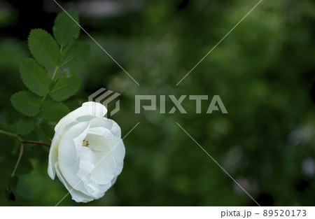 white roseship flower on a dark green background. Copy space white roseship flower on a dark green background. Copy space 89520173