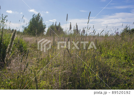 Ttrace of the hoof of the horse on the sandy road in the woods Ttrace of the hoof of the horse on the sandy road in the woods 89520192