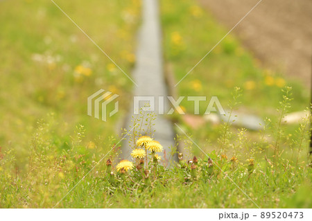 北杜市白州町、春の野辺に咲くタンポポ 北杜市白州町、春の野辺に咲くタンポポ 89520473