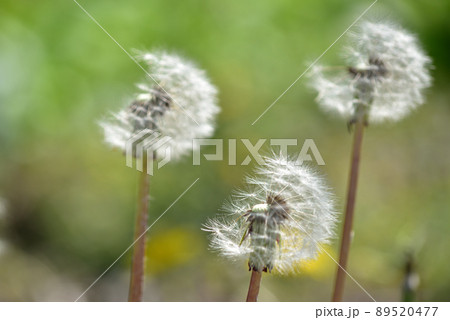 北杜市白州町、春の野辺に咲くタンポポ 北杜市白州町、春の野辺に咲くタンポポ 89520477
