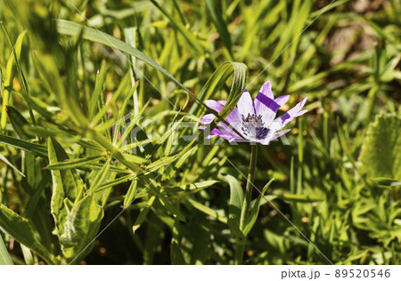 Anemone purple flowers Anemone purple flowers 89520546