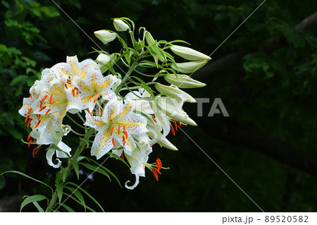 ヤマユリの花 ヤマユリの花 89520582