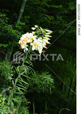 ヤマユリの花 89520606