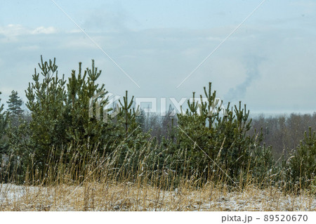 early spring landscape with a beautiful lake with fir trees and last snow against a cloudy sky 89520670