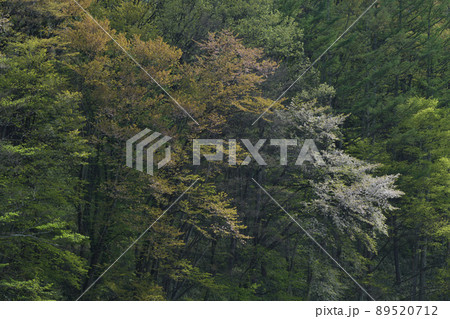 北杜市白州町、山桜、萌える若葉、山笑う春 北杜市白州町、山桜、萌える若葉、山笑う春 89520712