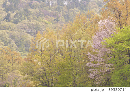 北杜市白州町、山桜、萌える若葉、山笑う春 北杜市白州町、山桜、萌える若葉、山笑う春 89520714