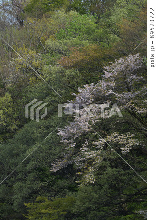 北杜市白州町、山桜、萌える若葉、山笑う春 北杜市白州町、山桜、萌える若葉、山笑う春 89520722