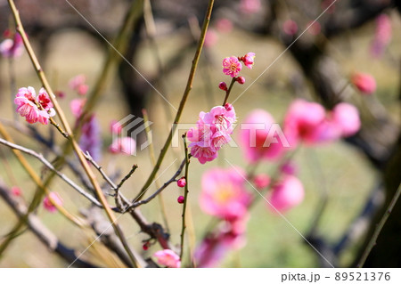 梅の花 道知辺 梅の花 道知辺 89521376