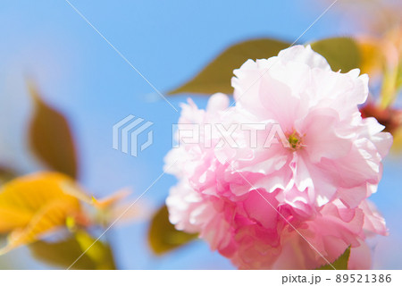 青空を背景に八重桜のクローズアップ 青空を背景に八重桜のクローズアップ 89521386