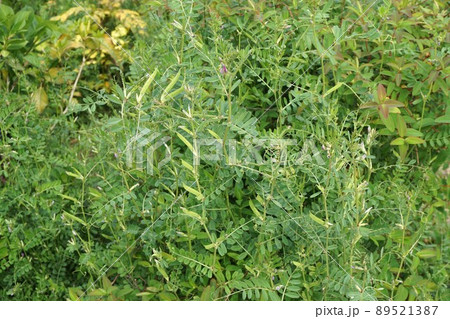 カラスノエンドウ 89521387