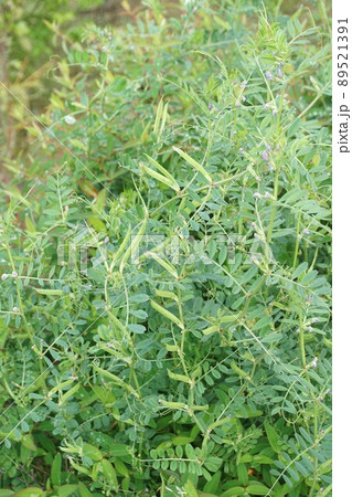 カラスノエンドウ 89521391