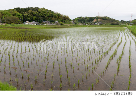 田植えを終えた水田のイメージ 田植えを終えた水田のイメージ 89521399