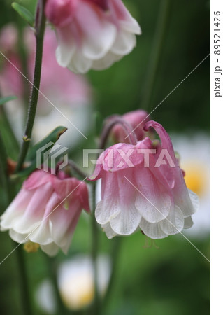 オダマキ　0045 89521426