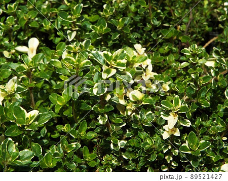 斑入りクリーピングタイムフォックスリー 89521427