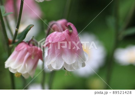 オダマキ　0046 89521428