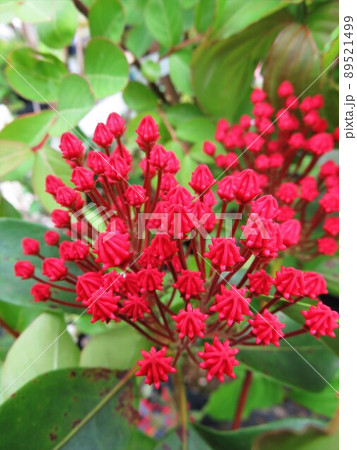 カルミア　サラー蕾 89521499