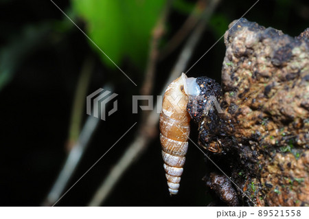 キセルガイの一種 キセルガイの一種 89521558