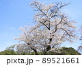 桜 89521661