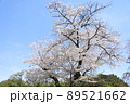 桜 89521662