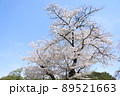桜 89521663