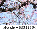 桜 89521664