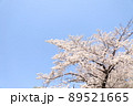 桜 89521665