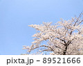 桜 89521666