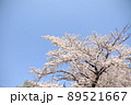 桜 89521667