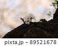 桜 89521678