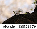 桜 89521679
