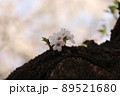 桜 89521680