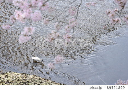 目黒川　桜咲く川面に佇む白鷺　東京都目黒区 89521899