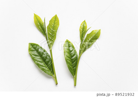 新茶の摘み方一芯三葉 新茶の摘み方一芯三葉 89521932