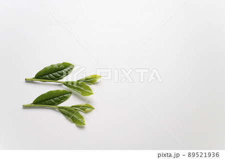 新茶の摘み方一芯三葉 新茶の摘み方一芯三葉 89521936