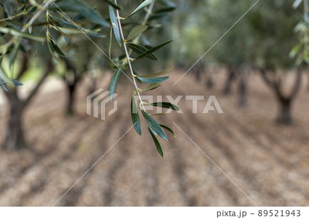 Olive branch over the olive garden background Olive branch over the olive garden background 89521943