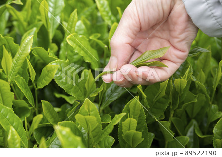やぶきた茶の茶摘み 89522190