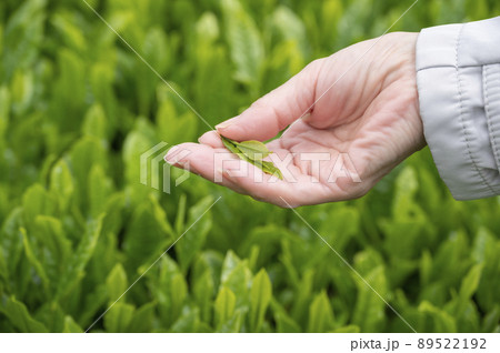 やぶきた茶の茶摘み 89522192