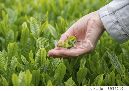 やぶきた茶の茶摘み やぶきた茶の茶摘み 89522194