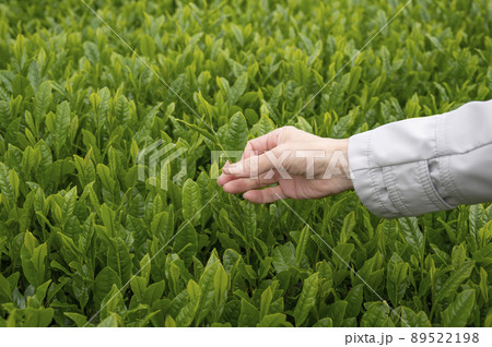 やぶきた茶の茶摘み 89522198