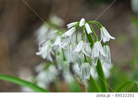 白と緑色のアリウムトリケトラムの花（春、四月） 89522201