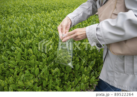 茶摘み 茶摘み 89522264