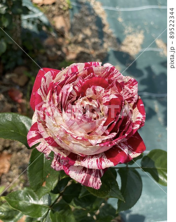 専用です☆薔薇の花模様のだらりの帯 専用です☆薔薇の花模様のだらりの帯 楽天市場】薔薇（種類（帯）