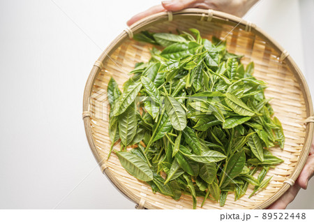 日本茶の代名詞やぶきた茶 日本茶の代名詞やぶきた茶 89522448