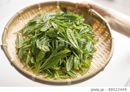 日本茶の代名詞やぶきた茶 日本茶の代名詞やぶきた茶 89522449