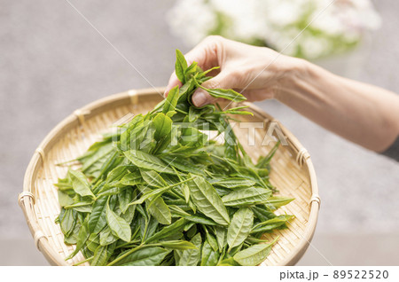 日本茶の代名詞やぶきた茶 日本茶の代名詞やぶきた茶 89522520