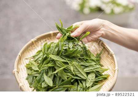日本茶の代名詞やぶきた茶 89522521